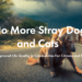 Zero Stray Pawject: Στήριξη ζώων στην Κρήτη