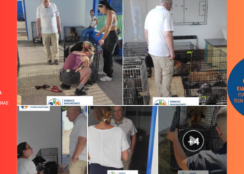 Φωτιές: Σωτηρία για 70 ζώα στα Βίλια