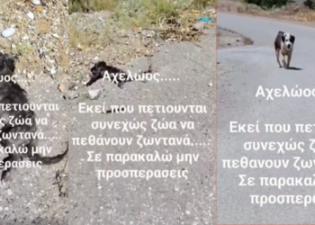 Αχελώος Αγρίνιο: Κραυγή αγωνίας για 100 αδέσποτα