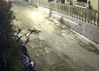Κέρκυρα-Στον εισαγγελέα η 44χρονη (vid)
