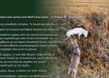 Θλίψη: Πέθανε το κουτάβι που ζούσε με λύκους