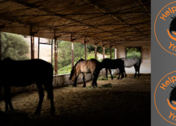Έκκληση Help Horses για Αποπαρασίτωση 75 Αλόγων
