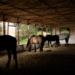 Έκκληση Help Horses για Αποπαρασίτωση 75 Αλόγων