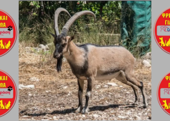 Σοκ στη Σαμαριά: Έφαγαν Κρι-Κρι