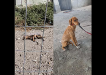 Φρίκη στο παράνομο καταφύγιο Ναυπακτίας