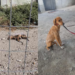 Φρίκη στο παράνομο καταφύγιο Ναυπακτίας
