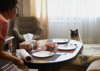 Εκπαίδευση για να μη ζητιανεύει φαγητό η γάτα