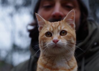 Είναι οι cat dads οι ιδανικοί σύντροφοι;