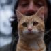 Είναι οι cat dads οι ιδανικοί σύντροφοι;