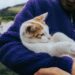 Οι πιο συχνές ερωτήσεις νέων cat dads