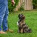 Οι 5 σημαντικότερες εντολές για σκύλους