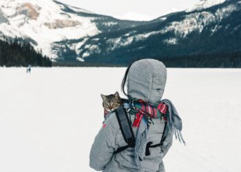 Adventure cats: Εξερευνώντας τη φύση με γάτα