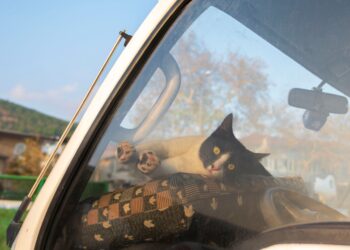 Van life με γάτα: Οδηγός για ταξίδια