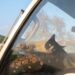 Van life με γάτα: Οδηγός για ταξίδια