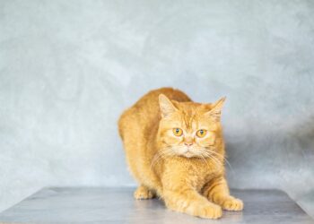 Άγχος και γουργούρισμα στη γάτα: Τι σημαίνει;