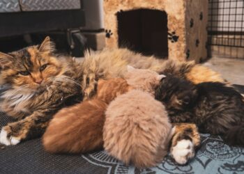 Πόσο θηλάζουν τα γατάκια; Οδηγός ανάπτυξης
