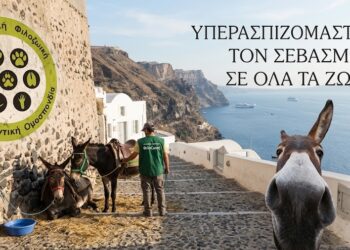 Τα γαϊδουράκια δεν είναι τουριστικό αξιοθέατο