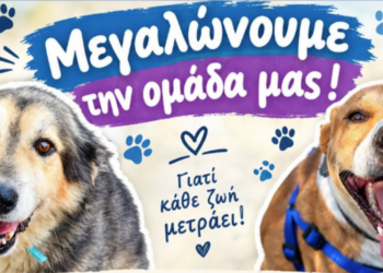 Αδεσποτάκια Νεάπολης: Γίνε εθελοντής σήμερα!