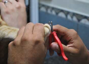 Πως να κόβονται εύκολα τα νύχια της γάτας
