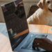 Dog-friendly εταιρείες στον κόσμο