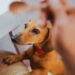 Πώς σταματά να ζητιανεύει φαγητό ο σκύλος