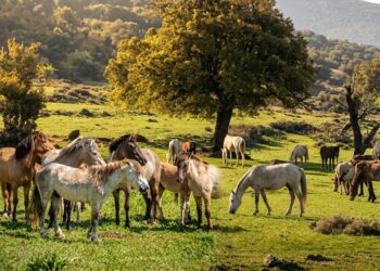 Άλογα του Αίνου: Δολοφονίες και καταγγελίες