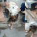 Τραυματισμένος αδέσποτος σκύλος στην Πτολεμαΐδα