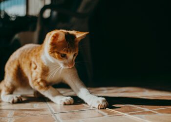 Παιχνίδια που εκπαιδεύουν τη γάτα: Οδηγός