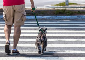 Βόλτα χωρίς τράβηγμα από τον σκύλο: Οδηγός