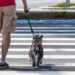 Βόλτα χωρίς τράβηγμα από τον σκύλο: Οδηγός
