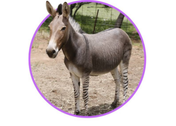 Zonkey-Το σπάνιο υβρίδιο ζέβρας και γαϊδάρου