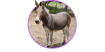 Zonkey-Το σπάνιο υβρίδιο ζέβρας και γαϊδάρου