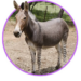 Zonkey-Το σπάνιο υβρίδιο ζέβρας και γαϊδάρου