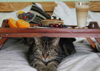 Morning routine με γάτα: Οδηγός