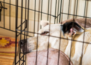 Πώς να μάθει ο σκύλος να κοιμάται στο κλουβί