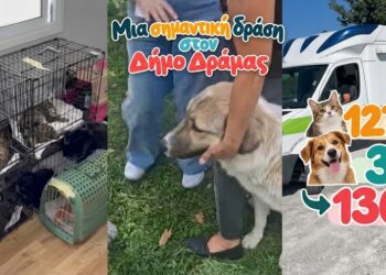 Μαζικές στειρώσεις αδέσποτων στη Δράμα